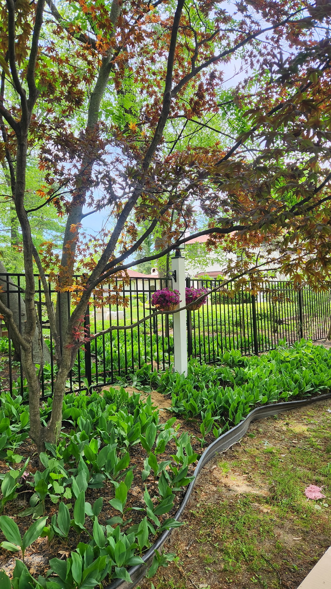 Garden bed along iron fence with hostas and perennials