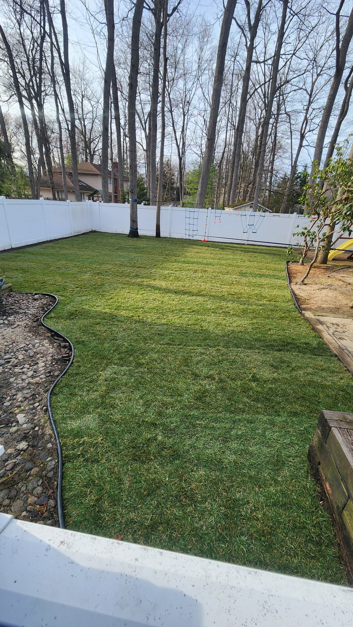 Fresh sod installation in fenced backyard